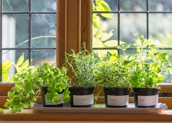 indoor herb garden