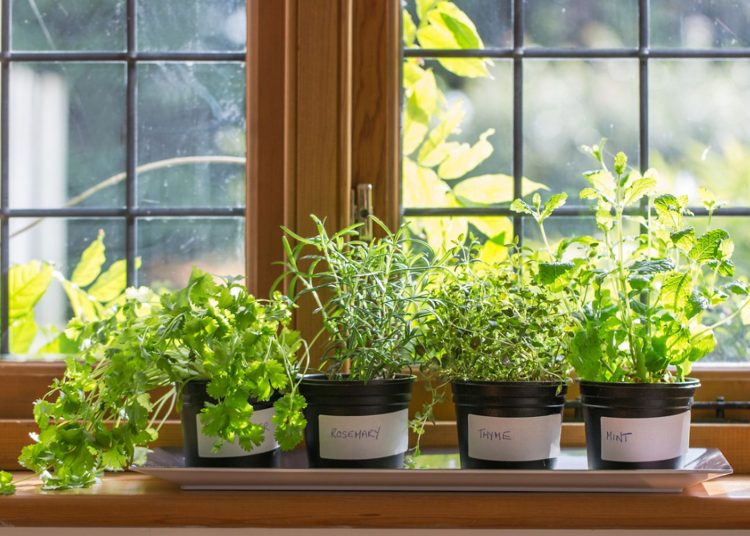 indoor herb garden